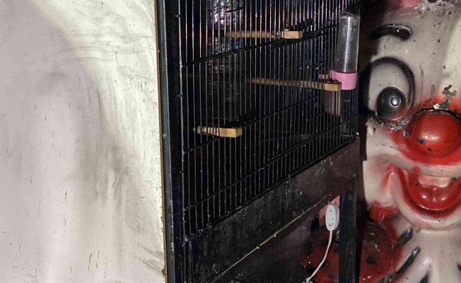 Bayrampaşa’da pet shopta yangın: Çok sayıda hayvan telef oldu