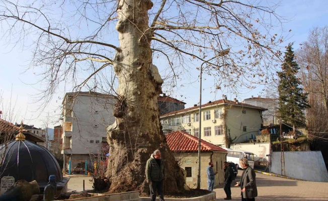 5 asırlık çınar ağacı mahallenin sembolü haline geldi