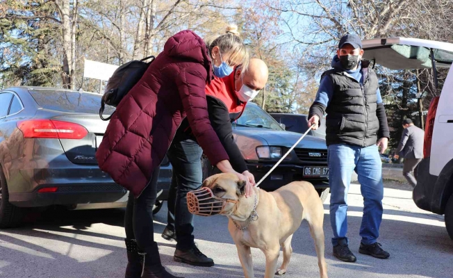Başkent’te bin 500’ün üzerinde yasaklı köpek kayıt altına altındı