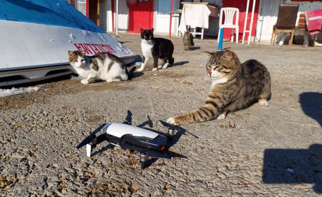 Kedilerin drone ile imtihanı