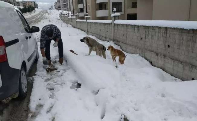 Safranbolu Belediyesi sokak hayvanları için yem ve mama dağıttı