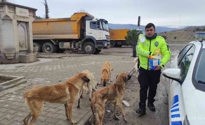 Trafik polisleri sokak köpeklerini elleriyle besledi