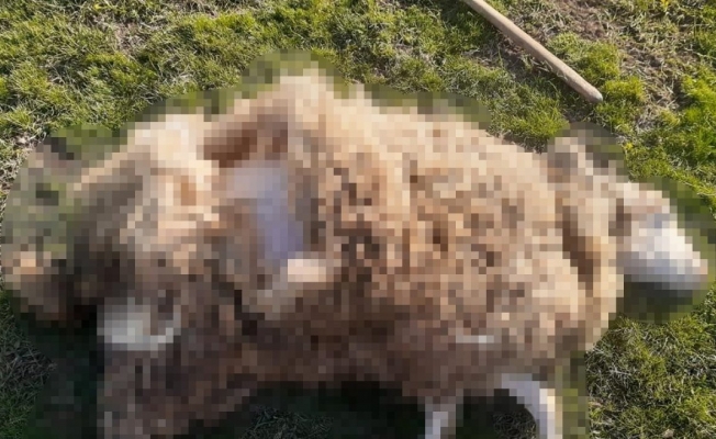 Ormanlık alana bırakılan onlarca köpek koyunu telef etti