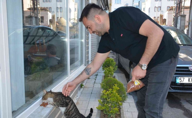 Sinoplu esnaf mahalledeki kedilere sahip çıkıyor