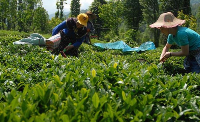 Çaykur Mayıs ayı yaş çay bedellerini üretici hesaplarına aktardı