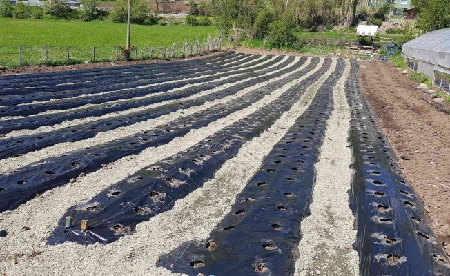 Giresun’un Alucra ilçesinde organik çilek üretimi yaygınlaşıyor