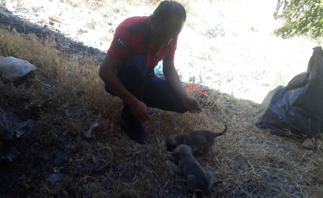 Mardin’de kuyuya düşen yavru köpekler itfaiye ekipleri tarafından kurtarıldı