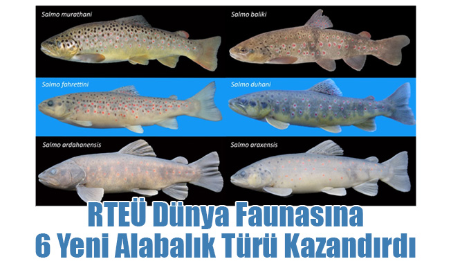 RTEÜ Dünya Faunasına 6 Yeni Alabalık Türü Kazandırdı