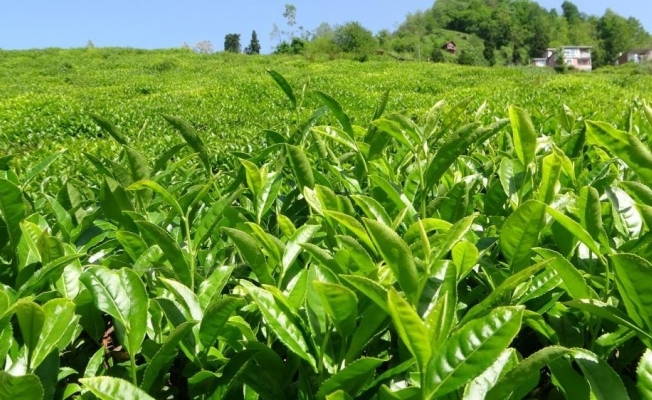 ÇAYKUR devam eden 2. sürgünde 110 bin ton yaş çay aldı.
