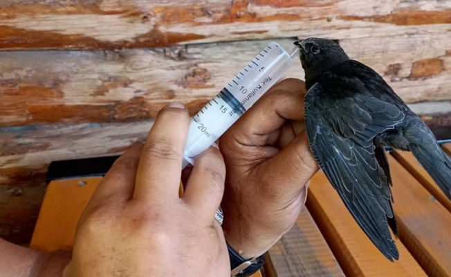 Iğdır’da sıcak havadan etkilenen ebabil kuşu tedavi altına alındı