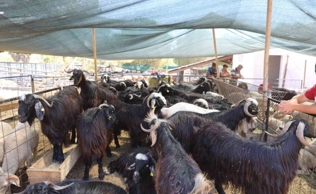 Marmaris’te kurbanlık hayvan satışları başladı