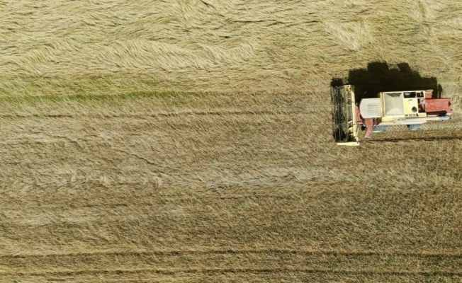 Tekirdağ’da 6 bin yıllık ata tohumları hasat edildi
