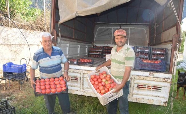 800 rakıma deneme amaçlı sera kurdu, tonlarca domates ve biber yetiştiriyor
