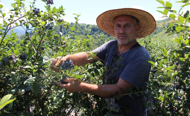 Çay bahçesine mavi yemiş dikti, yılda 300 bin TL kazanıyor