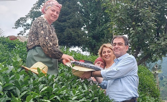 CHP Çay üreticilerinin sorunlarını çay bahçesinde dinliyor