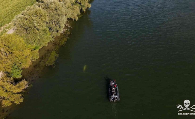 Fransa’da 4 gündür nehirde mahsur kalan beyaz balina kurtarıldı