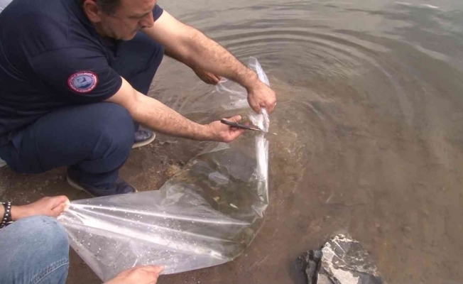 İstanbul İl Tarım ve Orman Müdürü Karaca: “2 milyon 24 bin adet sazan balığını iç sularımızla buluşturduk”