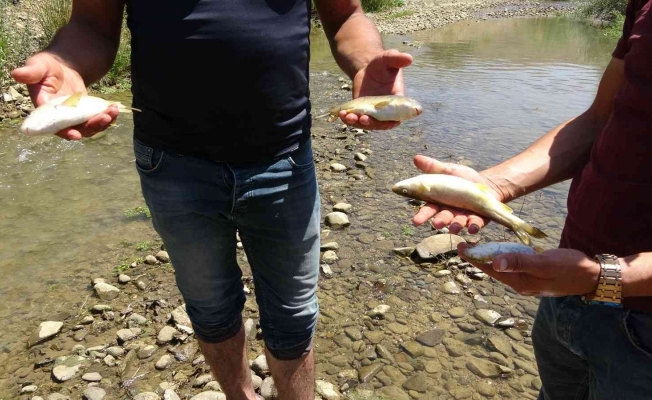 Yüksekova’da korkutan balık ölümleri