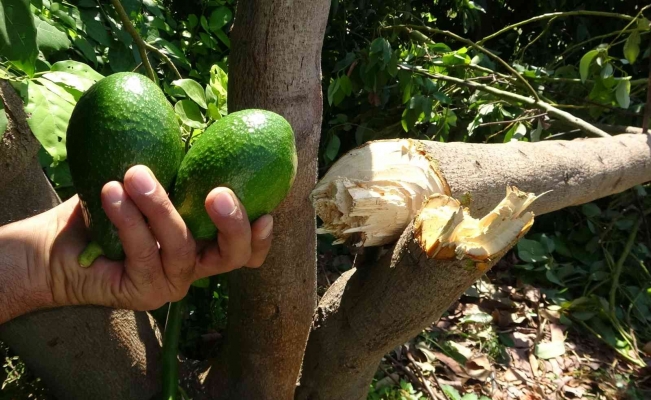 10 yıllık emek gitti: Avokado hırsızları ağacı baltayla kesti