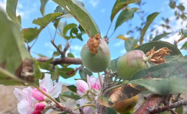 Eylül ayında elma ağacı çiçek açtı