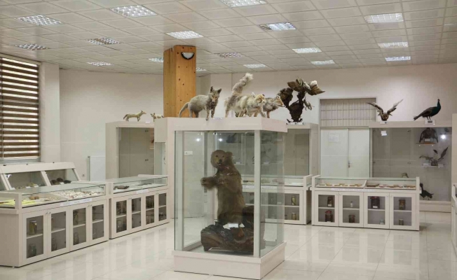 Pandemi sonrası Dicle Üniversitesi’nde Zooloji Müzesi ziyaretçilerini bekliyor