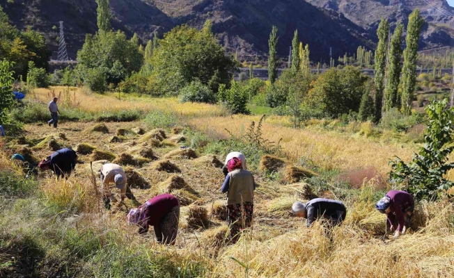 Artvin’de kadınlar 20 yıl sonra ata tohumunu toprakla buluşturdu