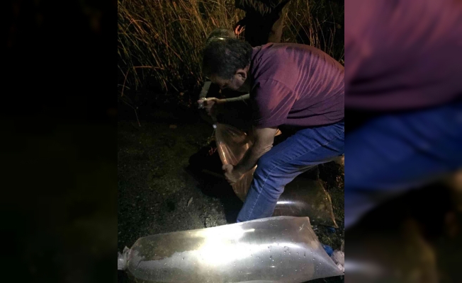 Bitlis’te 779 bin yavru sazan balığı göllere bıkarıldı
