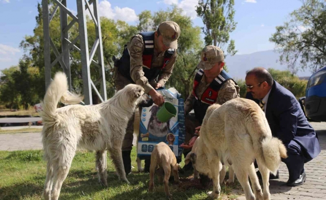 Erzincan’da sokak hayvanlarına yönelik yemleme çalışması yapıldı