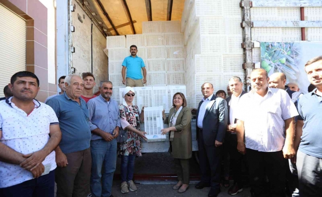 Gaziantep’te zeytin üreticilerine 40 bin hasat kasası dağıtılacak