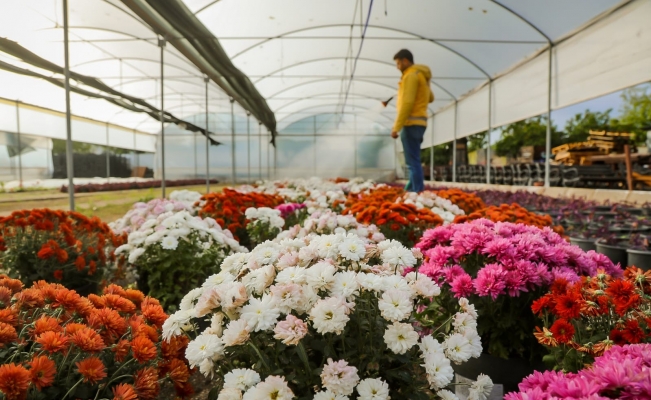 Büyükşehir Belediyesi Aydın’ı renklendiren çiçekleri kendi üretiyor