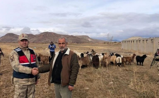 Kaybolan keçi sürüsü dron ile bulundu