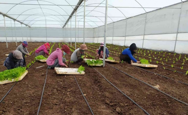 Siverek’te kadın istihdamına yönelik kurulan projede ilk sebzeler ekildi