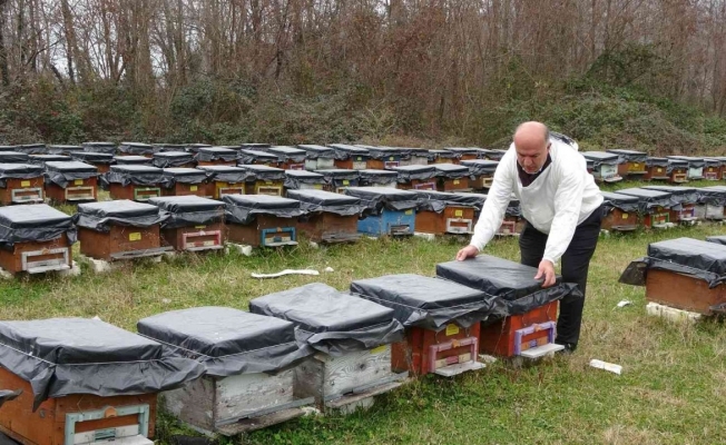 Küresel ısınma ’arıları’ da etkiledi: Uyuması gerekirken uçuyorlar