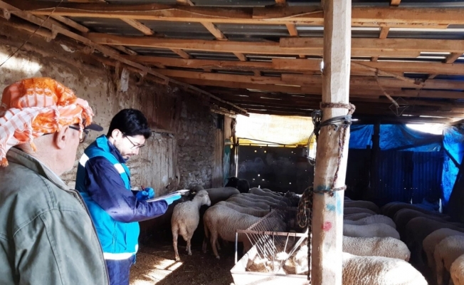Şaphane’de anaç koyun keçi desteklemesi tespit çalışmaları