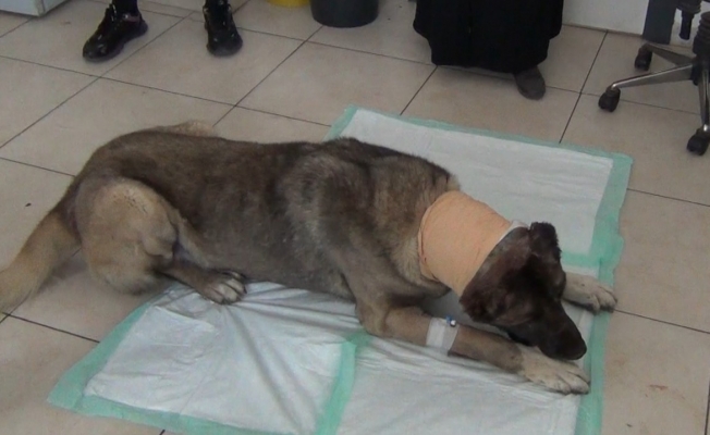 Yılan sokması sonucu kafasında tümör oluşan köpek yaşam mücadelesi veriyor