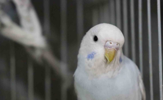 Depremden sonra muhabbet kuşlarının satışı patladı