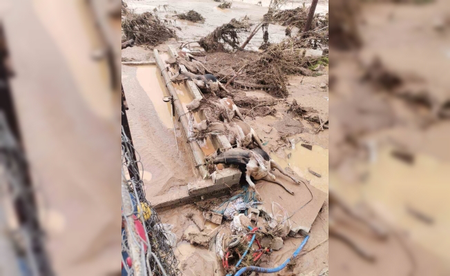 Şanlıurfa’daki sel felaketinde 8 büyükbaş hayvan telef oldu